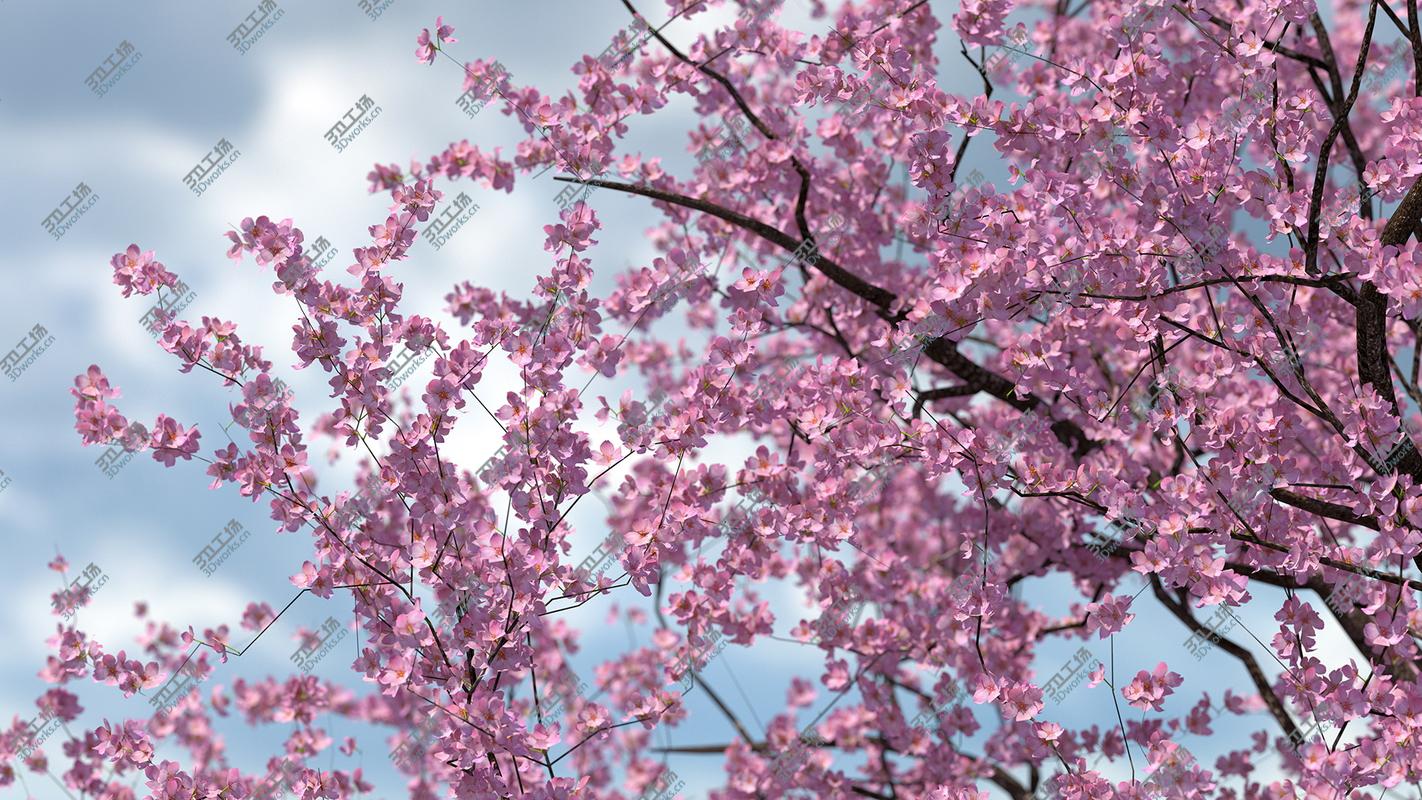 images/goods_img/2021040161/3D model Flowering Cherry Tree/5.jpg